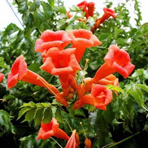 Кампсис лиана "Campsis"