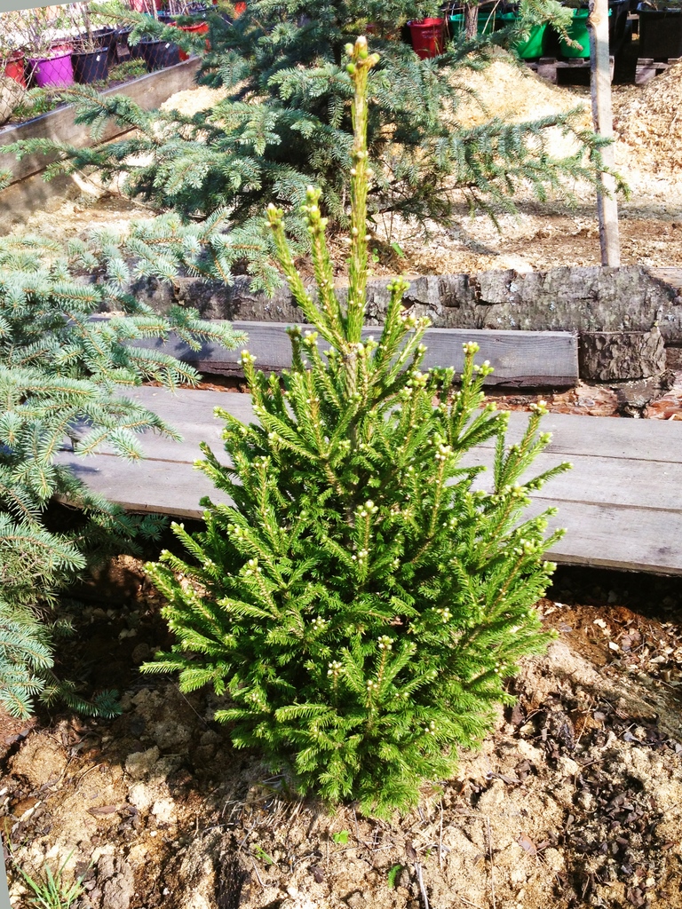 Ель зеленая "сибирская - Picea abies"