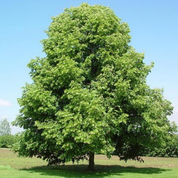 Липа мелколистная 