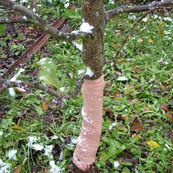 Лечение деревьев от болезни. Диагностика.