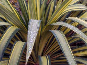 Цветы "Юкка – Yucca"