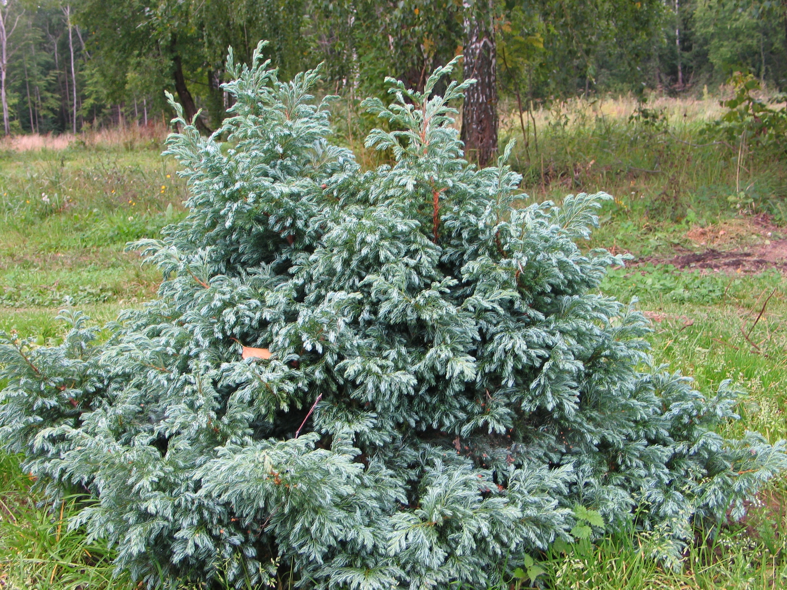 Кипарисовик горохоплодный Булевард "Chamaecyparis pisifera Boulevard"