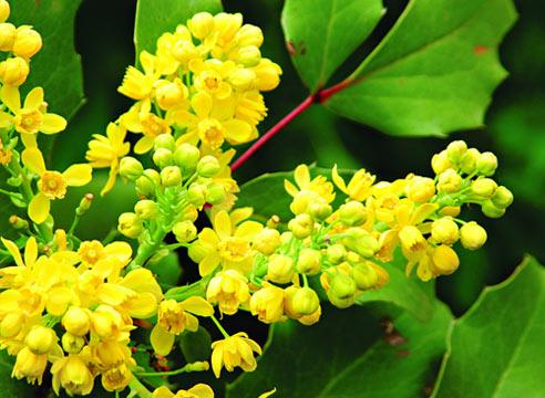 Магония японская падуболистная "Mahonia aquifolium"